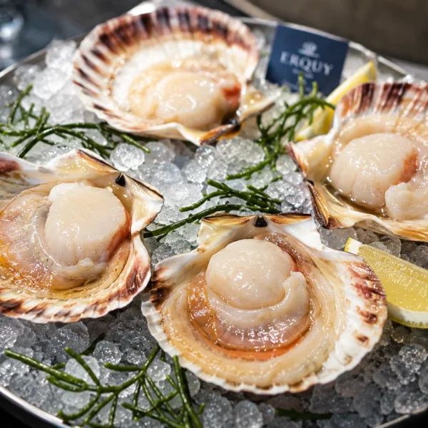 Raw Scallops from Erquy